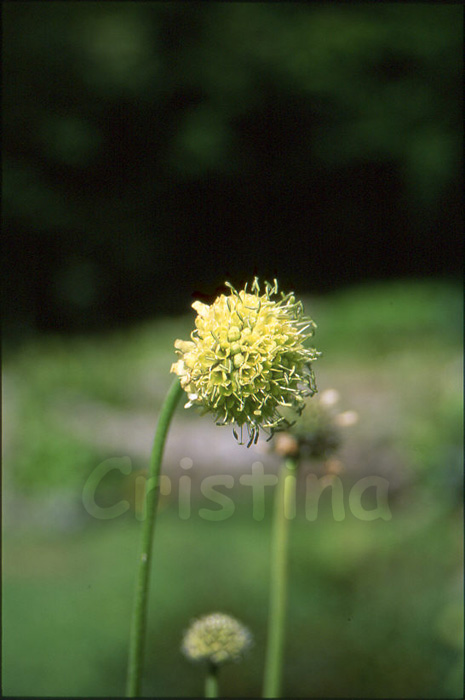Cephalaria alpina / Vedovina alpina